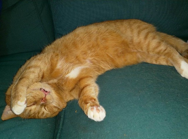 Jelle, van angstige kater naar grote knuffelkater