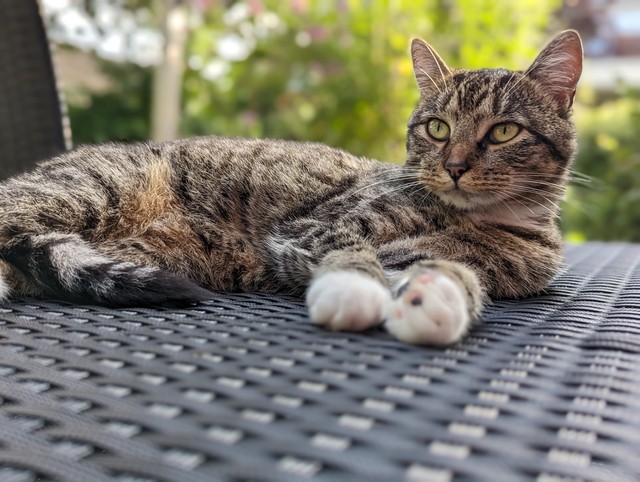 Mika