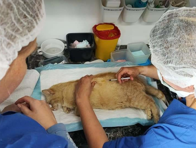 Wij werken samen met Stichting Zwerfkatten Nederland
